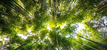 Estelle Zhong Mengual : L'art au secours de l'écologie Estelle Zhong Mengual : L'art au secours de l'écologie