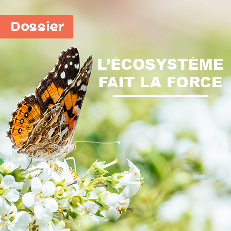 Reportage : L'écosystème fait la force