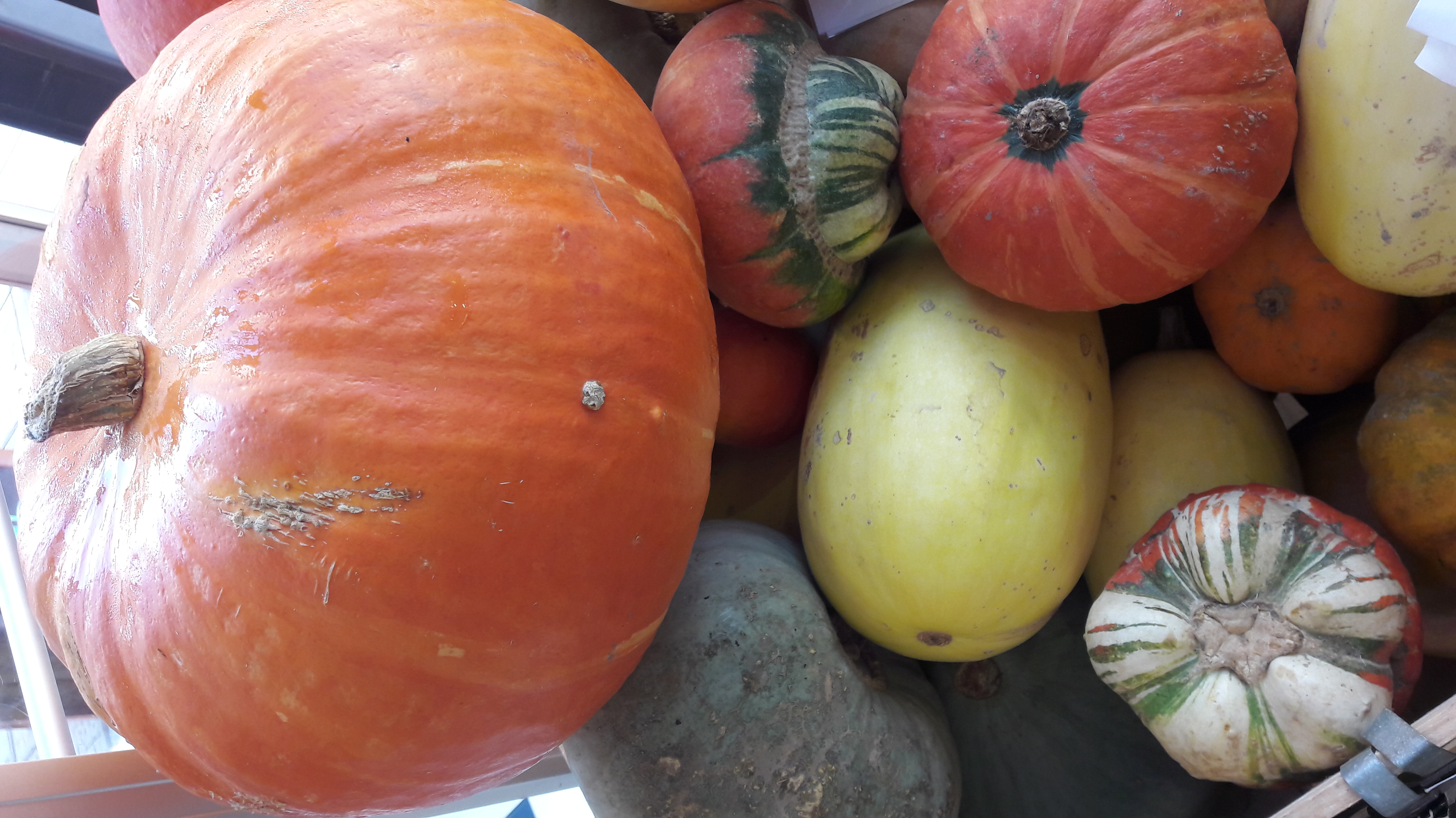 Journée de la courge Journée de la courge